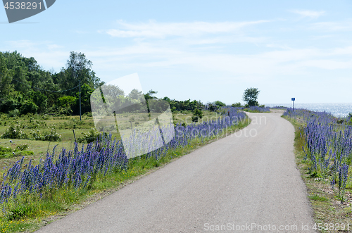 Image of Beautiful country road with blue flowers by the roadside