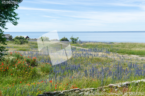 Image of Coastal summer view with red and blue flowers 