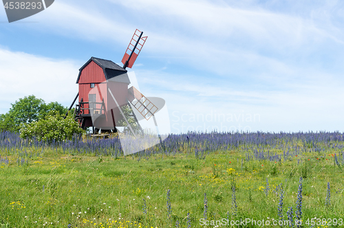 Image of Blossom blueweed flowers by an old wooden windmill