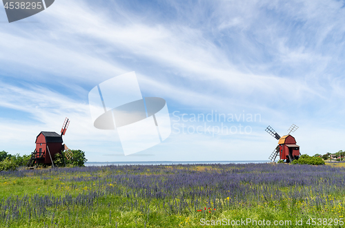Image of Blossom blueweed by two traditional wooden windmills