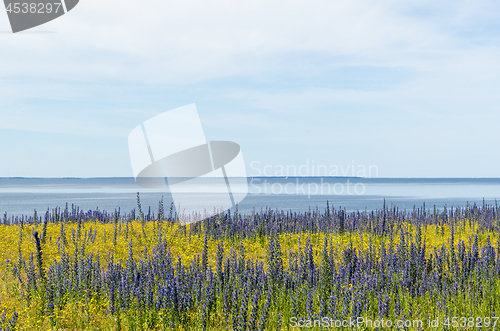 Image of Summer flowers in blue and yellow colors by the coast