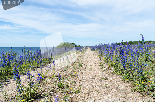 Image of Blue summer flowers by a country road along the coast of the Bal