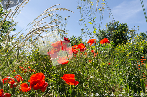 Image of Red poppies in a lush greenery