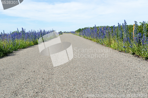 Image of Blossom blueweed flowers by roadside in a low perspective image