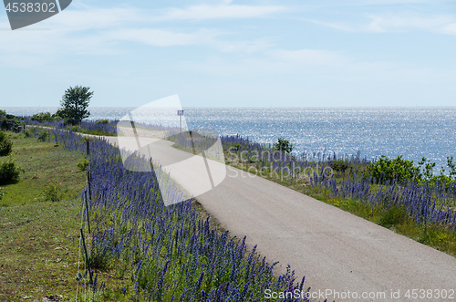 Image of Beautiful country road with blue flowers along the coast of The 