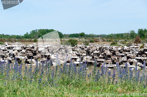 Image of Blossom blueweed flowers by a dry stone wall