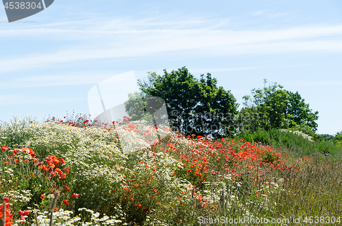 Image of Summerflowers in red and white