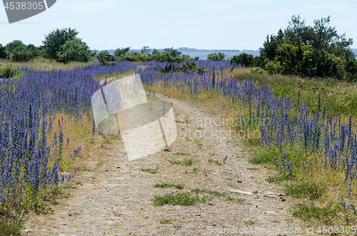 Image of Blossom blueweed by roadside at an old gravel road