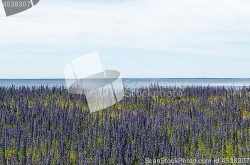 Image of Blossom blueweed by the coast of the Baltic Sea. View from the s