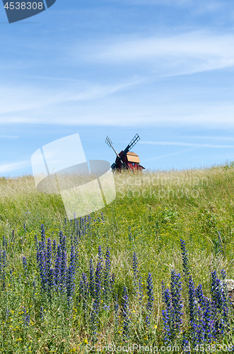 Image of Summer view with blossom blueweed flowers at the island Oland in