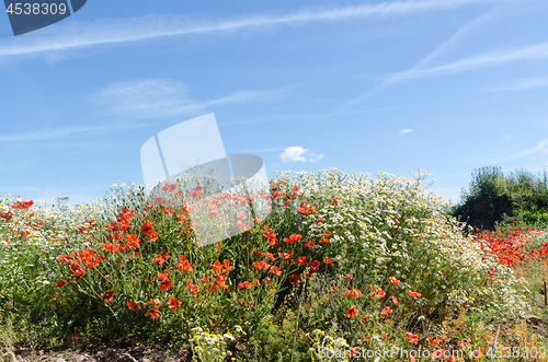 Image of Beautiful summer flowers, poppies and chamomile flowers