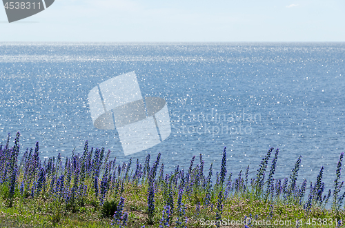 Image of Coastline with blue flowers and water reflections