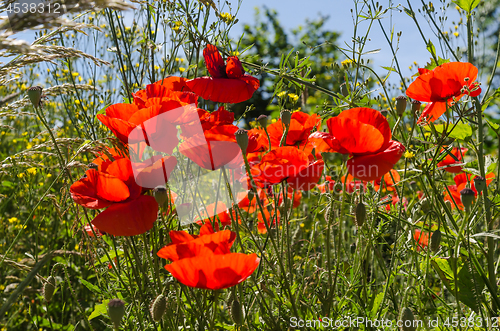 Image of Red poppies close up in a lush greenery