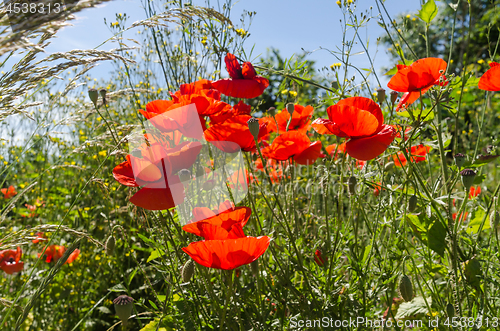 Image of Sunlit red poppies in a lush greenery