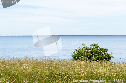 Image of Summer view by calm blue water with a blossom wild rose shrub