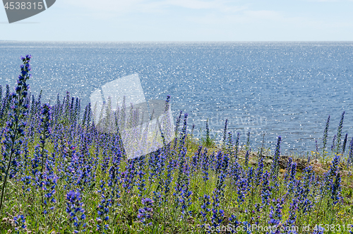 Image of Bright blossom Blueweed flowers by a coast with water reflection