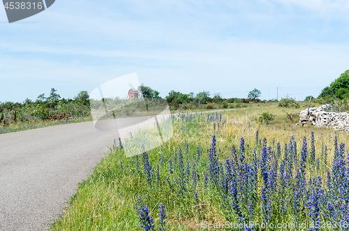 Image of Blossom blueweed by roadside