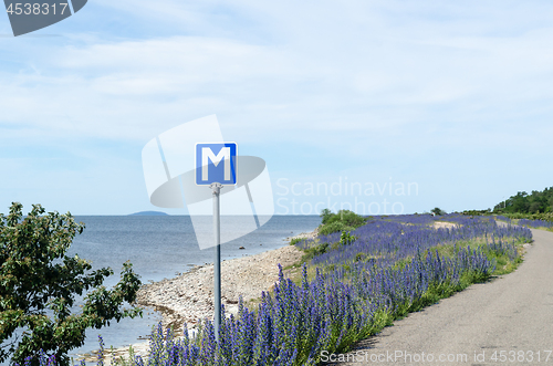 Image of Passing place by a blossom roadside with blue flowers