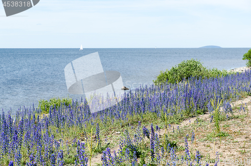 Image of Blue flowers by the coast of The Baltic Sea in Sweden