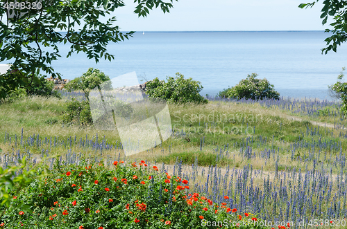 Image of Summer flowers in red and blue by the coast