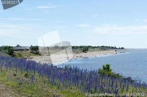 Image of Blossom Blueweed flowers by a bay of the Baltic Sea