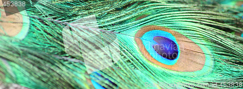 Image of Peacock feather