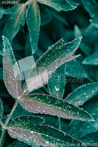 Image of Close-up of a drop of dew on a green foliage of a peony plant. Green natural background of leaves.