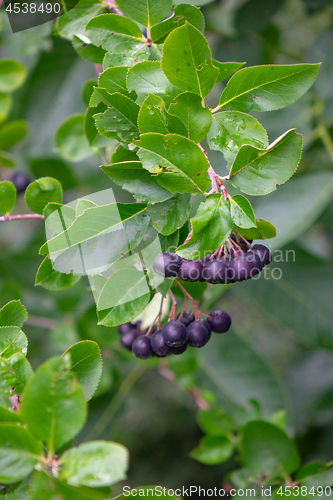 Image of Ripe berries of chokeberry on a branch with green leaves in the garden