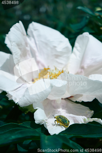 Image of Macro photo of a beautiful white peony bud in the garden