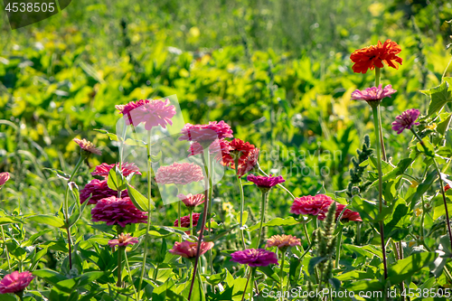 Image of A field with pink flowers of cynia in a summer sunny day around a green background.