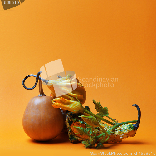 Image of composition of decorative pumpkins