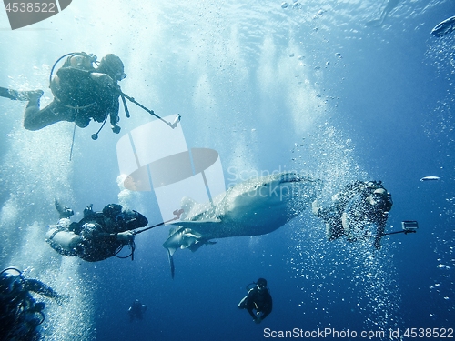 Image of Giant whaleshark with divers