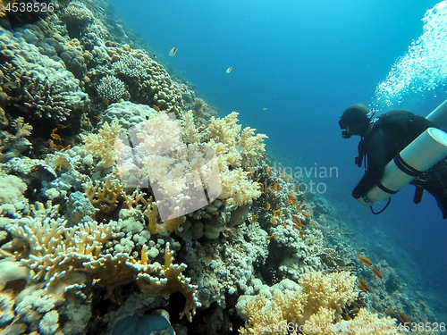 Image of Scuba diver descending to the bottom