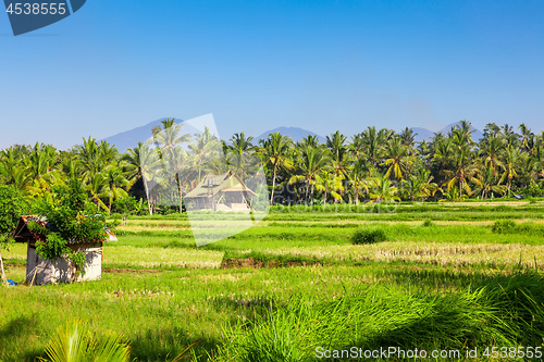 Image of Bali lush green landscape scenery