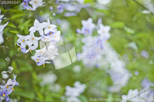 Image of Blue summer flowers. Blossoms and green leaves.