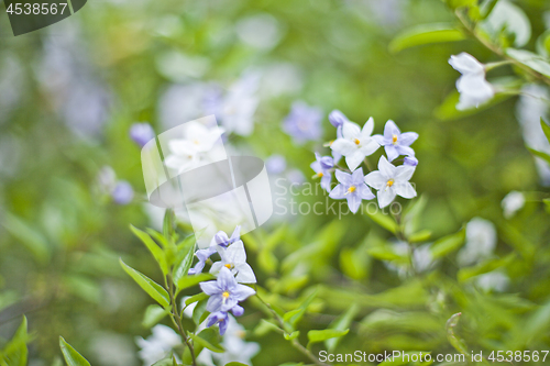 Image of Blue summer flowers. Blossoms and green leaves.