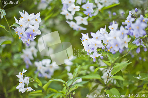 Image of Blue summer flowers. Blossoms and green leaves.