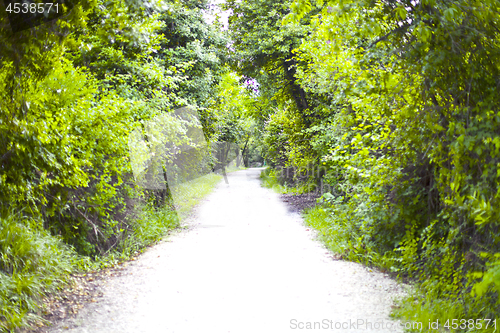 Image of Walkway lane path with green trees in summer forest.