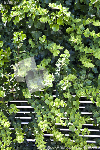 Image of Green summer leaves and white fence.