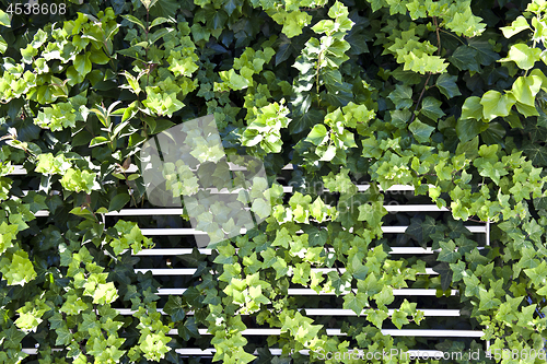 Image of Green summer leaves and white fence.