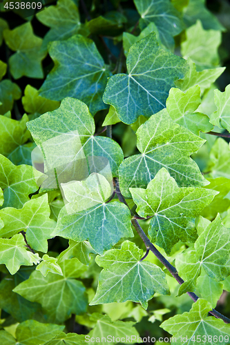 Image of Green summer leaves pattern background.