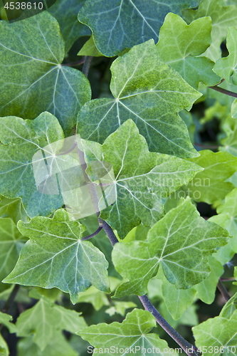 Image of Green summer leaves pattern background.