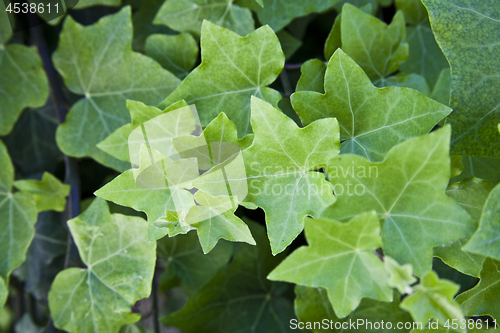 Image of Green summer leaves pattern background. 