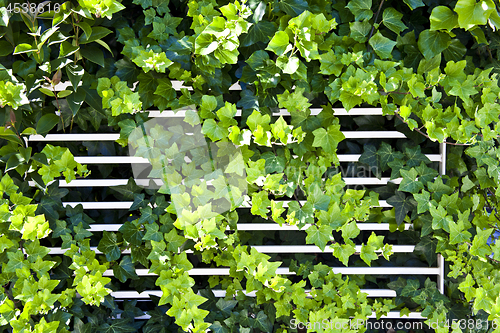 Image of Green summer leaves and white fence pattern background. 