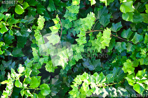 Image of Green summer leaves pattern background.