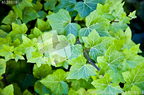 Image of Green summer leaves pattern background.