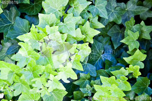 Image of Green summer leaves pattern background.