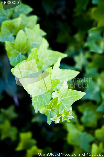 Image of Green summer leaves pattern background.