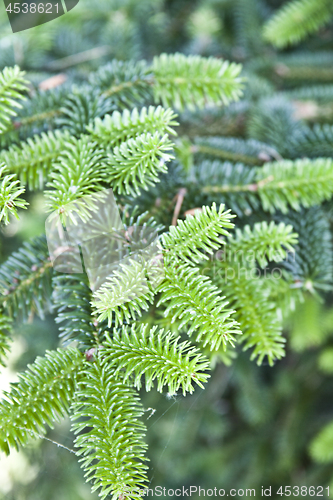Image of Fir tree brunch close up. Fluffy fir tree brunch closeup.