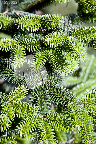 Image of Pine tree brunch closeup.